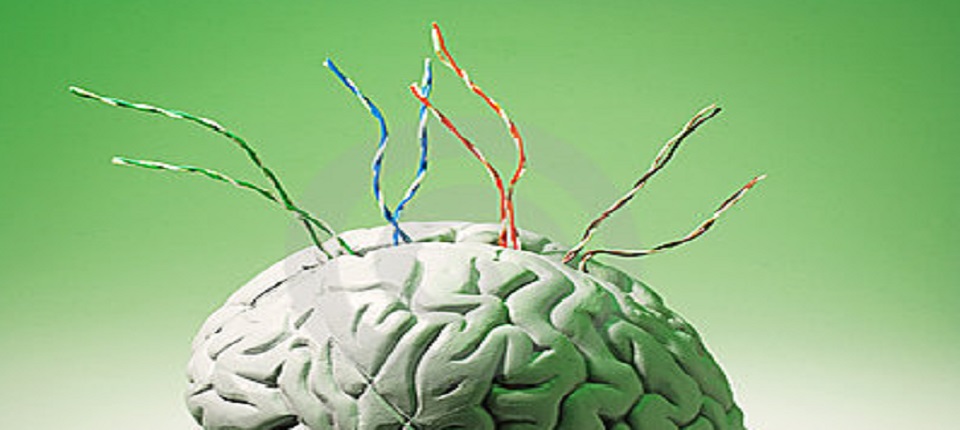 Lack of attachment impairs brain wiring