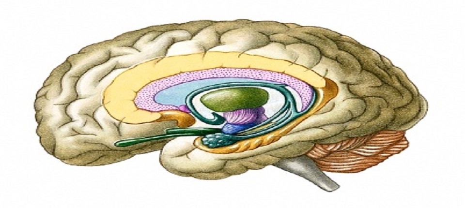 Attachment affects limbic brain wiring