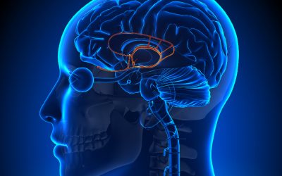 A Quick Dive into the Limbic System