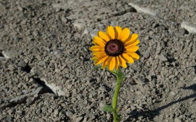 Family Resilience During Tough Times