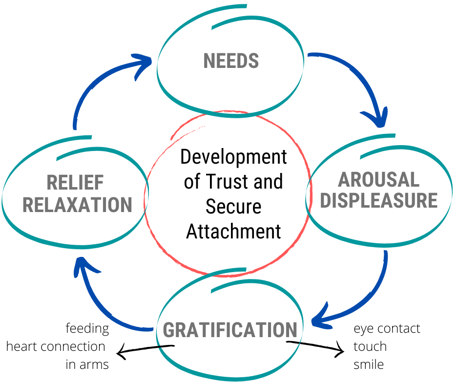 Firstyearattachmentcycle 